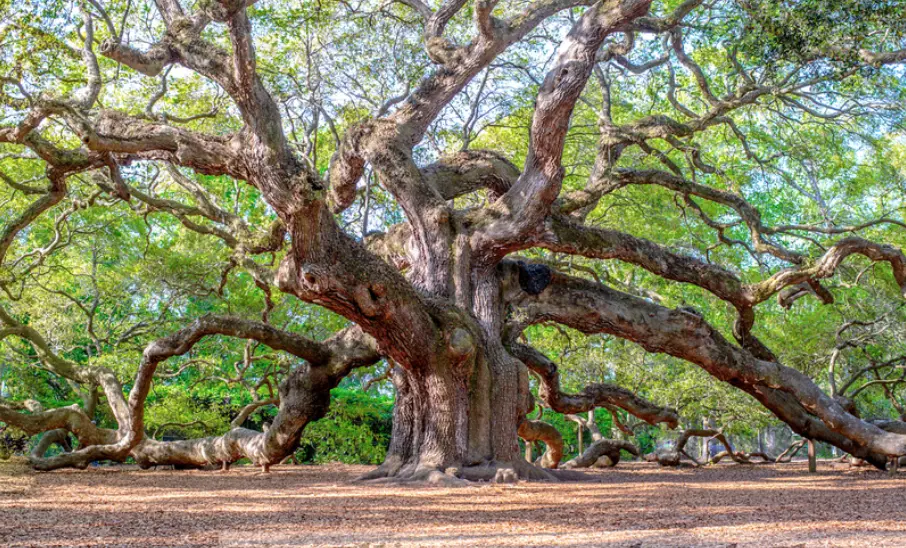 Charleston, South Carolina — Fall 2026 - Angel Oak Tree 1
