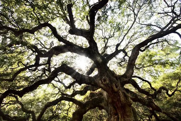 Charleston, South Carolina — Fall 2026 - Angel Oak Tree 2